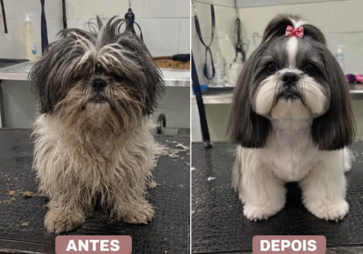 Antes e Depois Pet